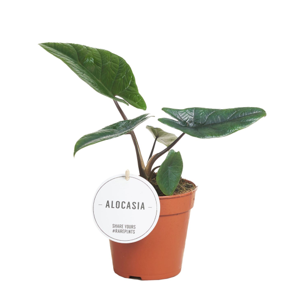 Alocasia Scalprum