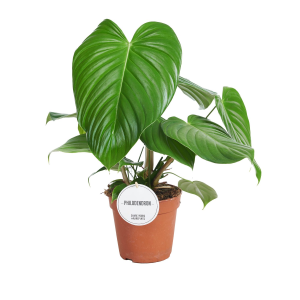 Philodendron Grandipes