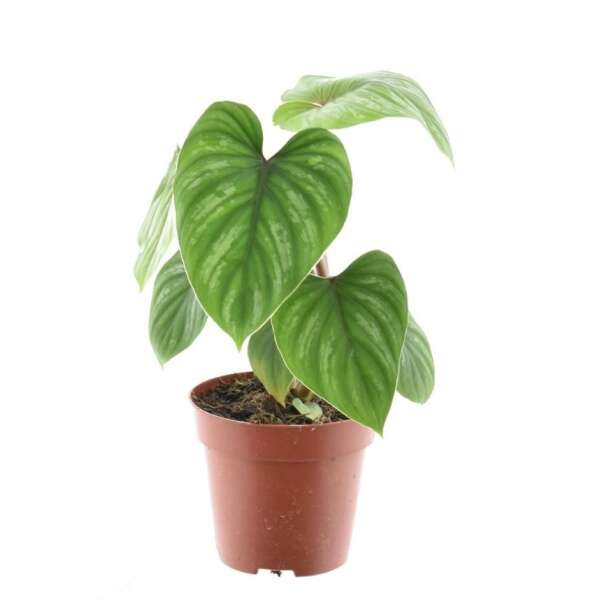 Philodendron Mamei