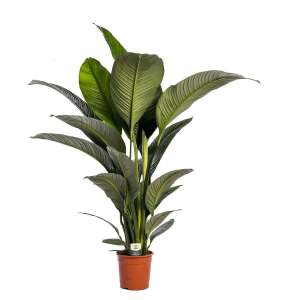 Spathiphyllum 'Sensation'