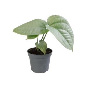 Amydrium Medium Silver Babyplant