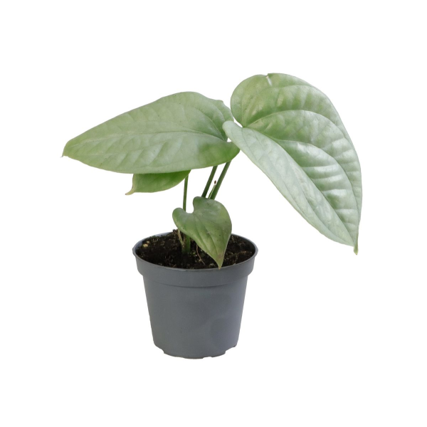 Amydrium Medium Silver Babyplant