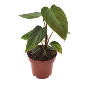 Philodendron Nangaritense