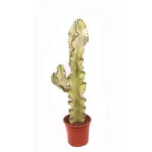 Euphorbia erytrea variegata