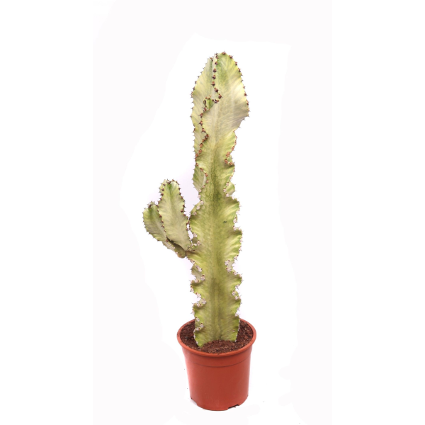 Euphorbia erytrea variegata