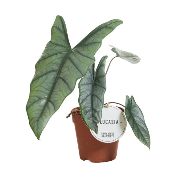 Alocasia heterophylla 'Dragon's Breath'