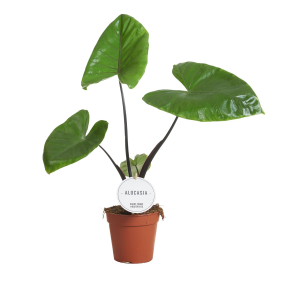 Alocasia macrorrhiza 'Black Stem'
