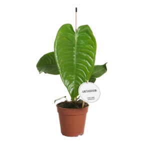 Anthurium Veitchii
