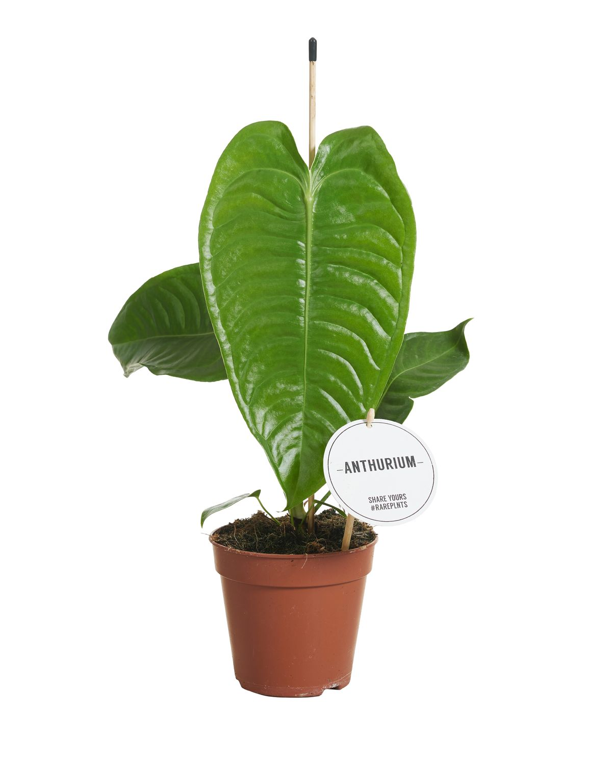 Anthurium Veitchii