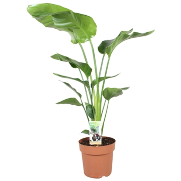 Strelitzia Nicolai L