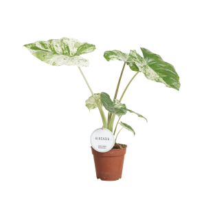 Alocasia Macrorrhiza 'Splash'