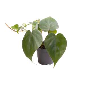 Philodendron Scandens Babyplant