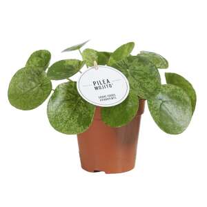 Pilea Peperomioides 'Mojito'