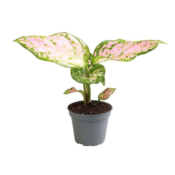 Aglaonema 'Red Valentine' Babyplant