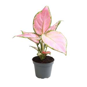 Aglaonema Red Zircon Babyplant