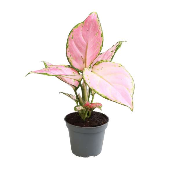 Aglaonema Red Zircon Babyplant