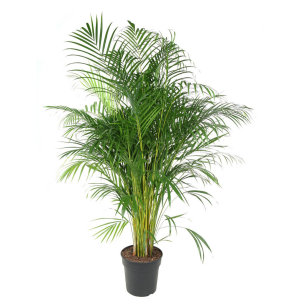 Areca Palm (Dypsis Lutescens)