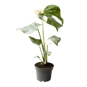 Monstera Thai Constellation M