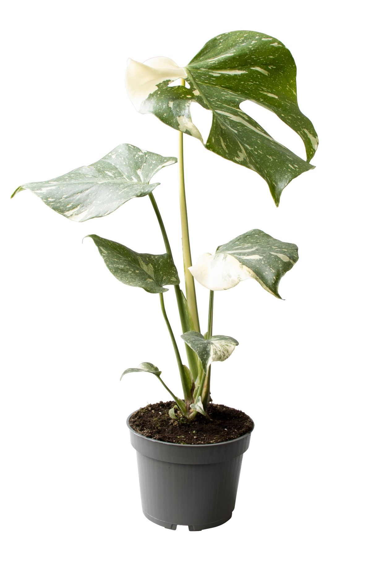Monstera Thai Constellation M