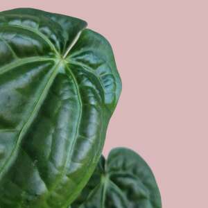 Anthurium Magnificum x Luxurians