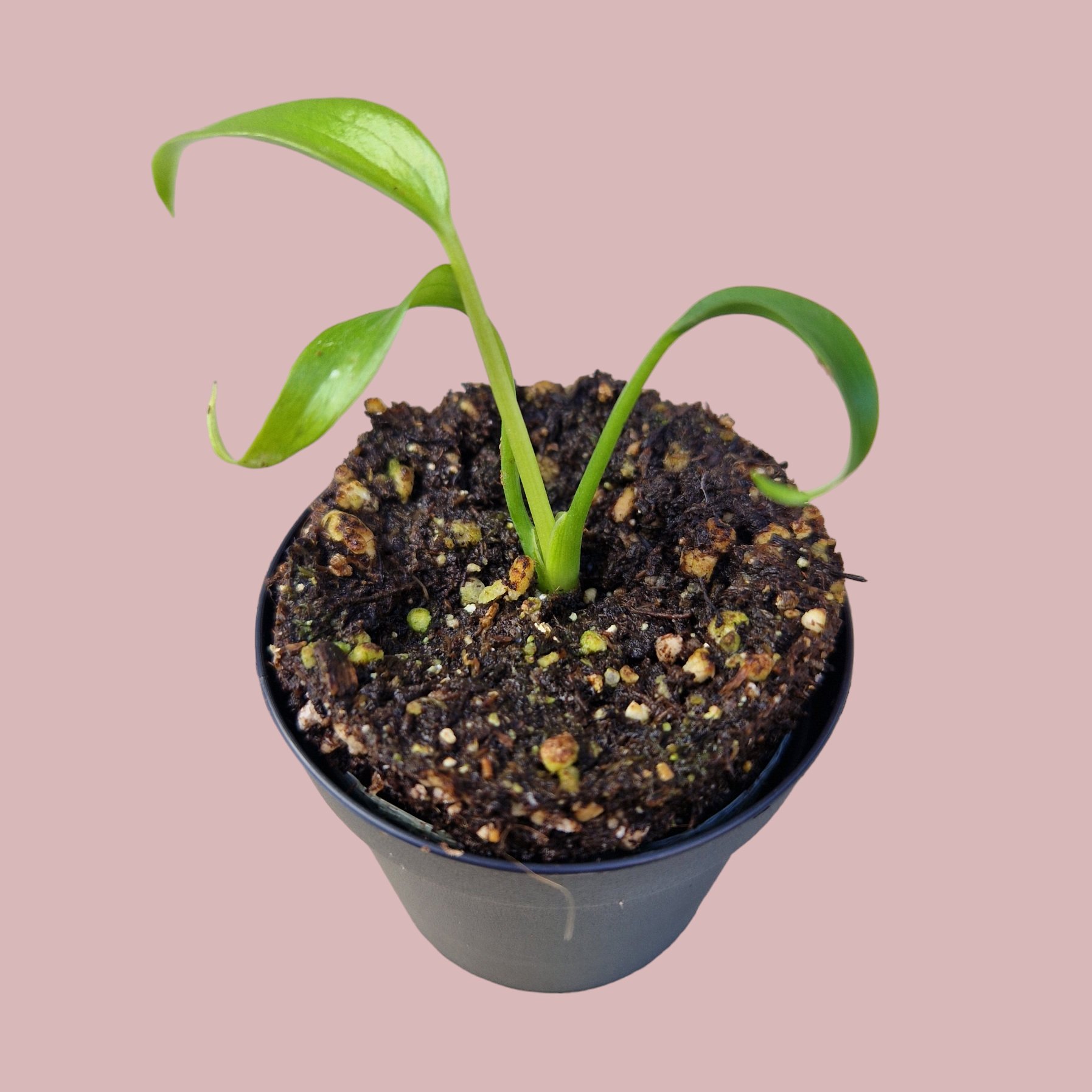 Monstera Burle Marx Flame Babypflanze