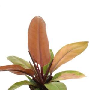 Philodendron Prince of Orange (plug)