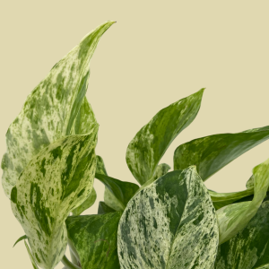 Epipremnum Marble Queen L