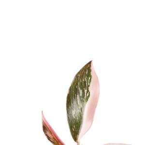 Philodendron Pink Princess (Plug)