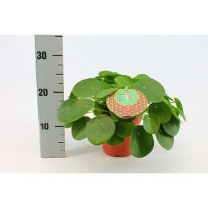 Pilea Peperomioides