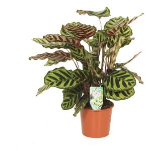 Calathea Makoyana L