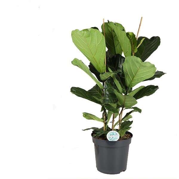 FIcus Lyrata 3 Stems