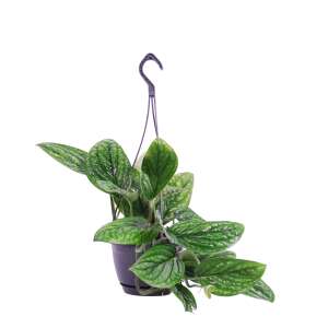 Monstera Peru (Karstenianum) in a hanging pot
