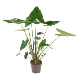 Alocasia Zebrina XL