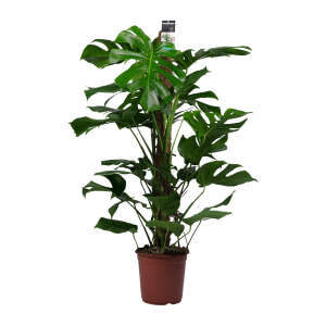 Monstera Deliciosa