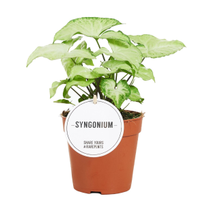 Syngonium White Butterfly