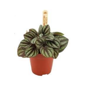 Peperomia albovittata 'Piccolo Banda' Babyplant