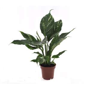 Spathiphyllum Diamond