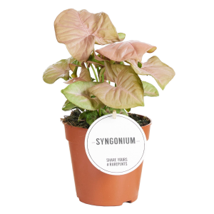 Syngonium Neon