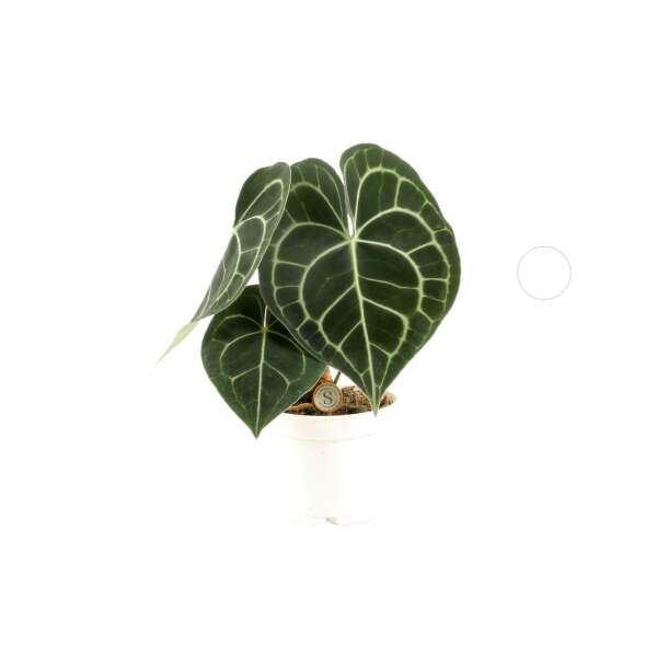 Anthurium Clarinervium