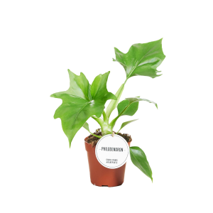 Philodendron Warszewiczii