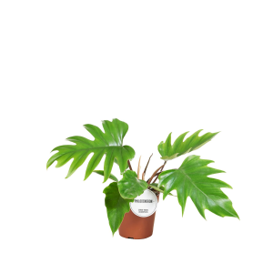 Philodendron Mayoi