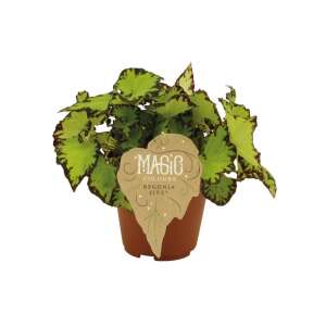 Begonia rex Jive