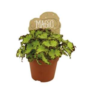 Begonia rex Jive - Babyplant