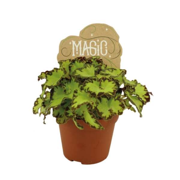 Begonia rex Jive - Babyplant