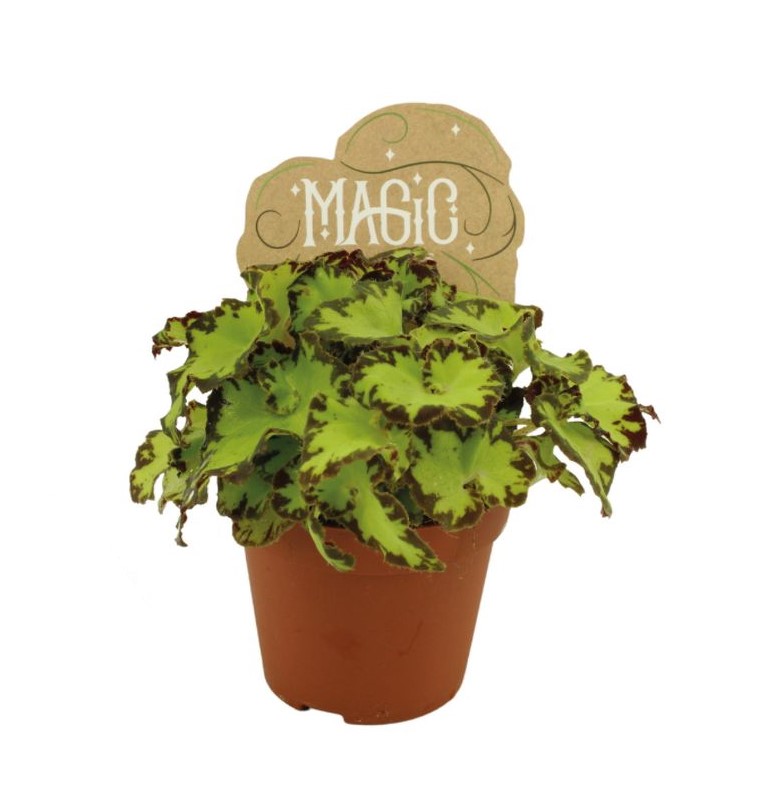Begonia rex Jive - Babyplant