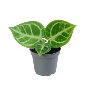 Anthurium Dorayaki Babyplant