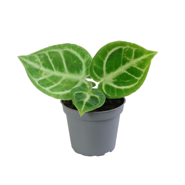 Anthurium Dorayaki Babyplant