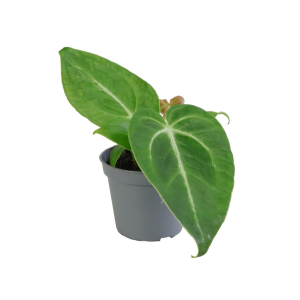 Anthurium Magnificum Babyplant