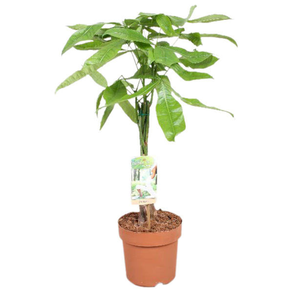 Pachira Aquatica with a braided stem, L