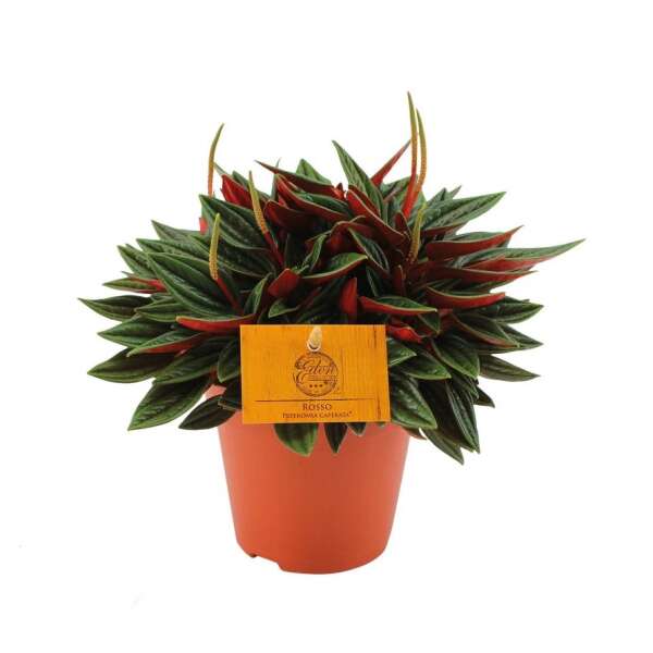 Peperomia Rosso